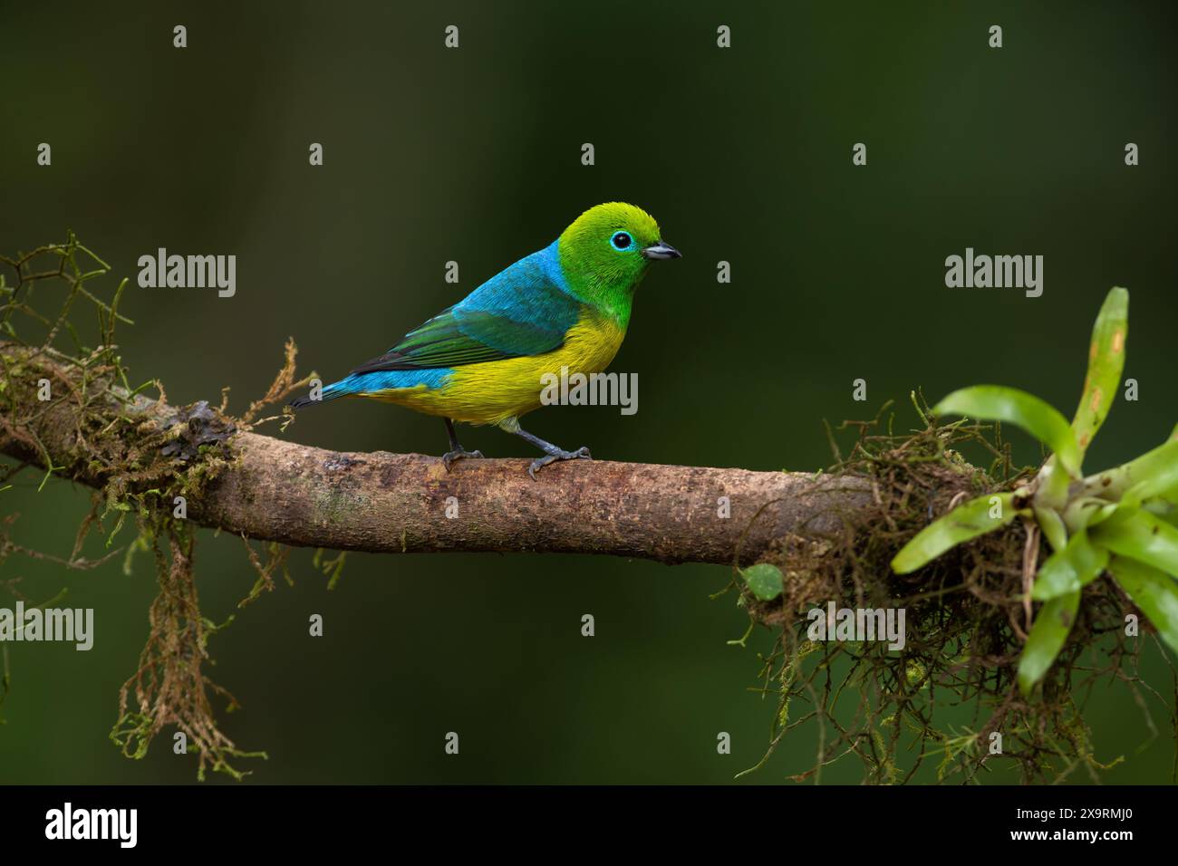 Chlorophonia (Chlorophonia cyanea) mâle à poil bleu de la forêt tropicale atlantique du se Brésil Banque D'Images