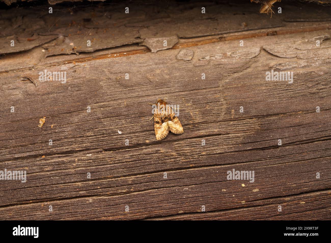 Genre Oligia famille Noctuidae Moth nature sauvage photographie d'insectes, image, papier peint Banque D'Images