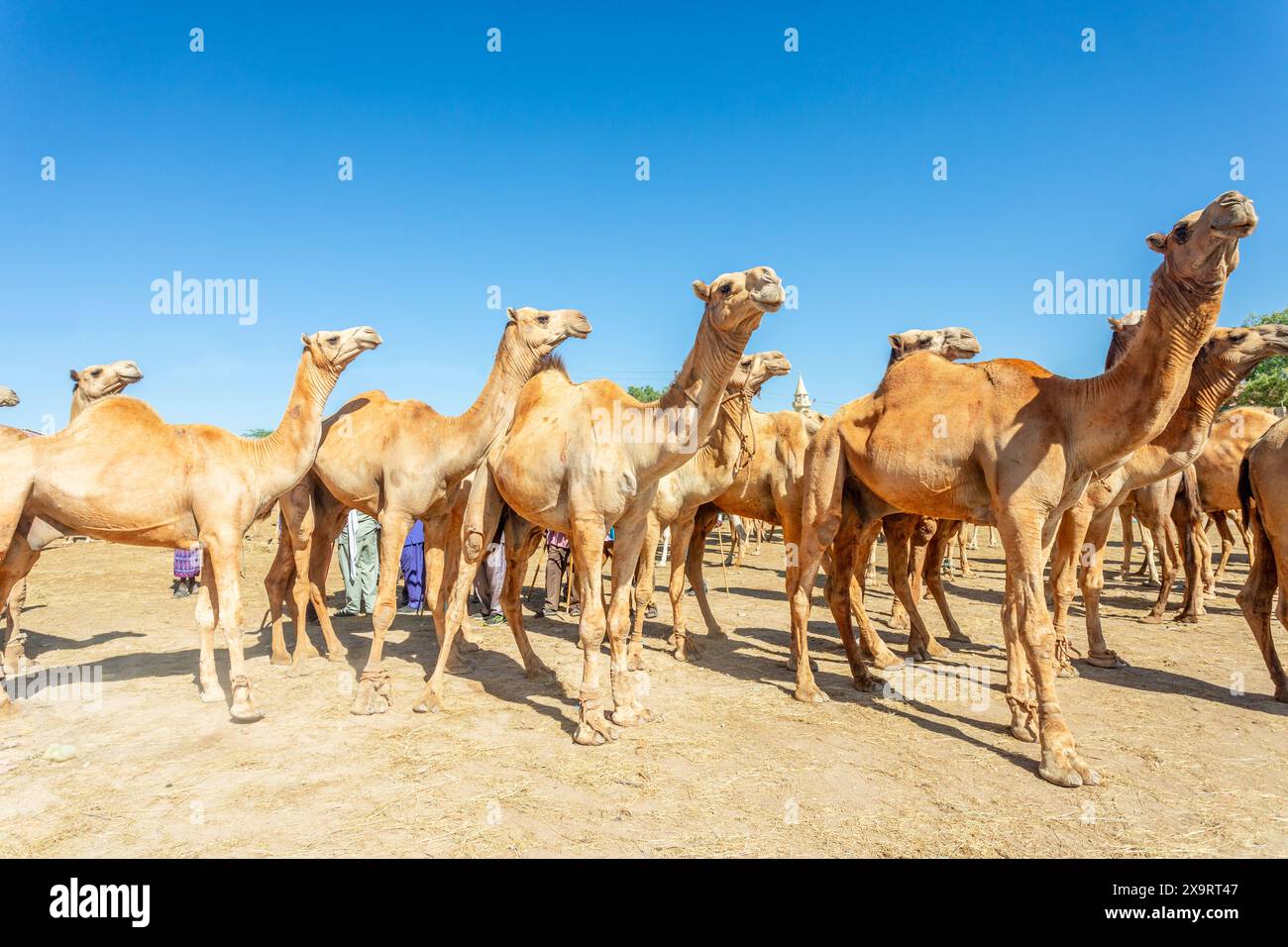 Beaucoup de chameaux debout pour une vente sur le marché du bétail de Hargeisa, Somaliland Banque D'Images