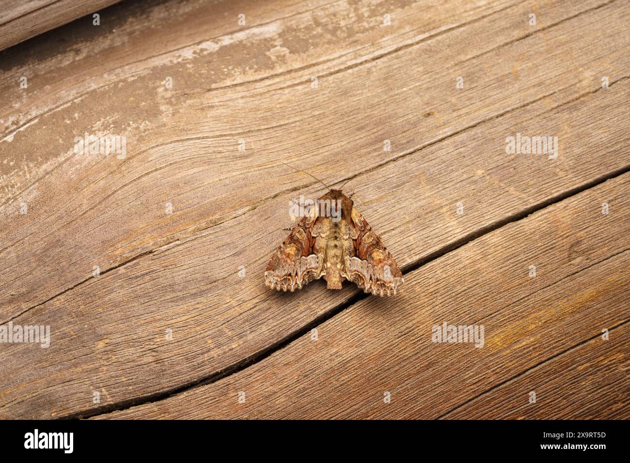 Lacanobia w-latinum famille Noctuidae genre Lacanobia Brocade lumière Moth nature sauvage photographie d'insectes, image, papier peint Banque D'Images