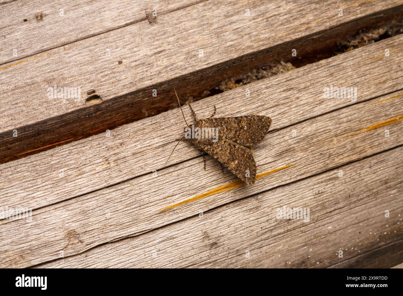 Sideridis turbida Family Noctuidae genus Sideridis White Colon Moth nature sauvage photographie d'insectes, image, papier peint Banque D'Images