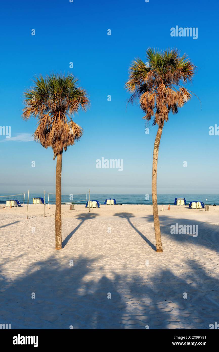 Palmiers dans la plage de sable à Clearwater Beach, Floride Banque D'Images