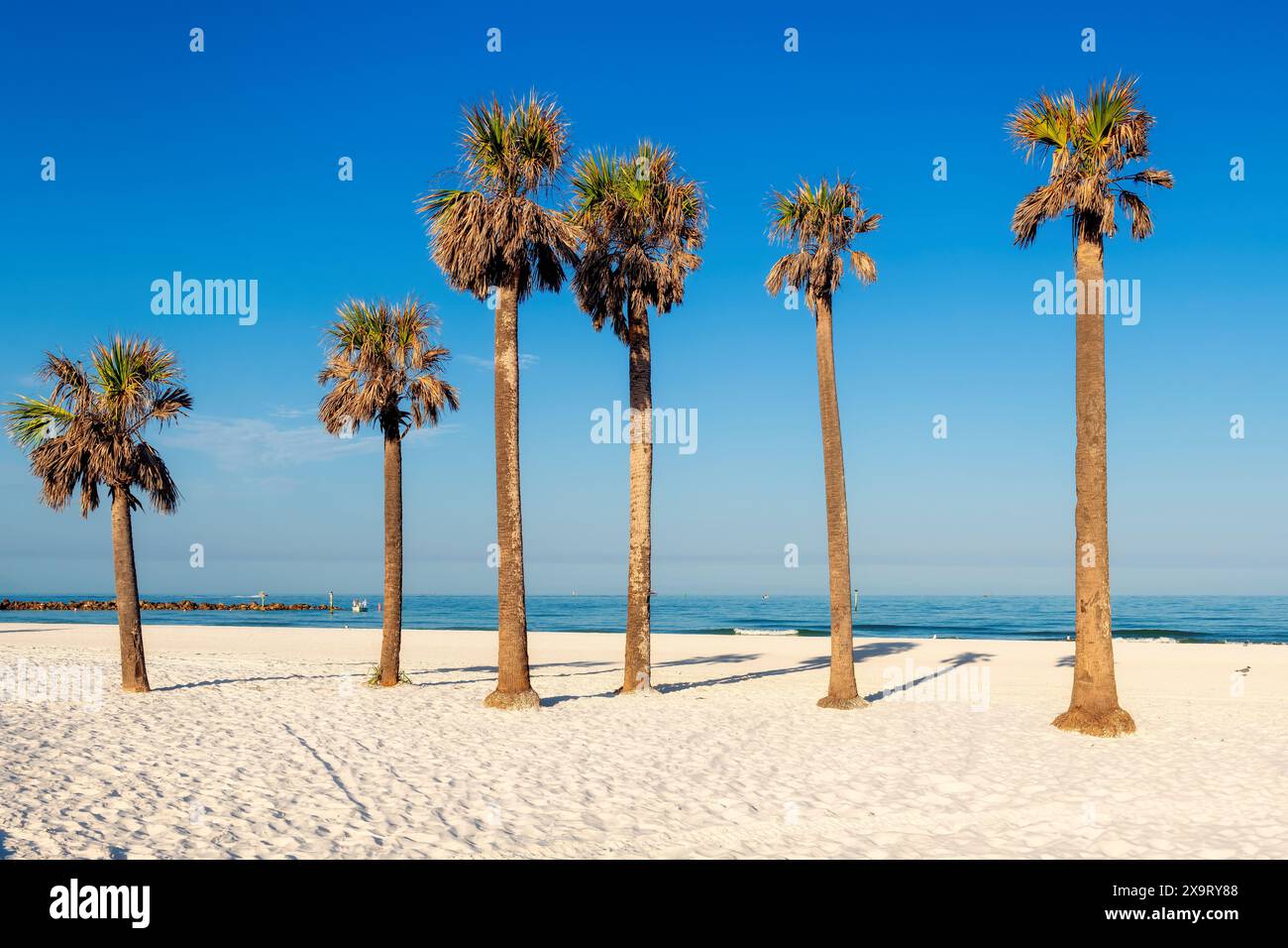 Palmiers dans la plage de sable à Clearwater Beach, Floride Banque D'Images