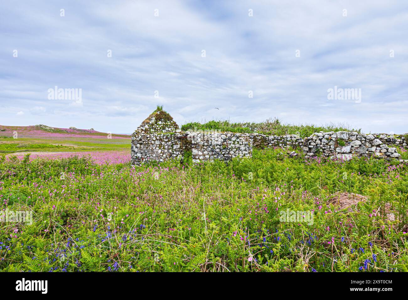 Un tapis de campion rouge (Silene dioica) près de ruines sur Skomer, une île au large de la côte du Pembrokeshire au pays de Galles, Royaume-Uni, célèbre pour sa faune Banque D'Images