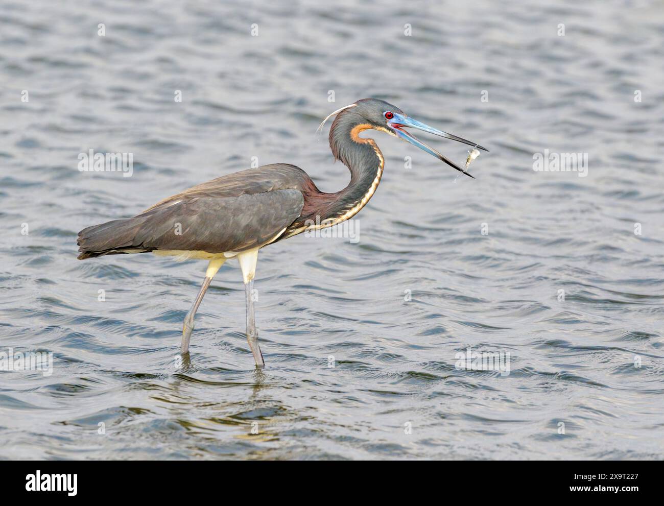 Héron tricolore (Egretta tricolor) avalant un peu de poisson pêché, Galveston, Texas, USA. Banque D'Images