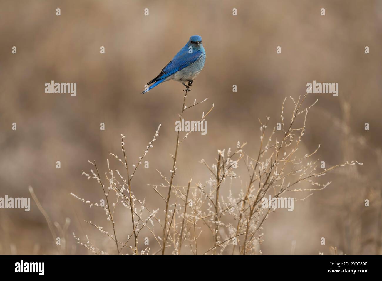 Oiseau bleu des montagnes perché sur un arbuste dans le parc national de Yellowstone Banque D'Images