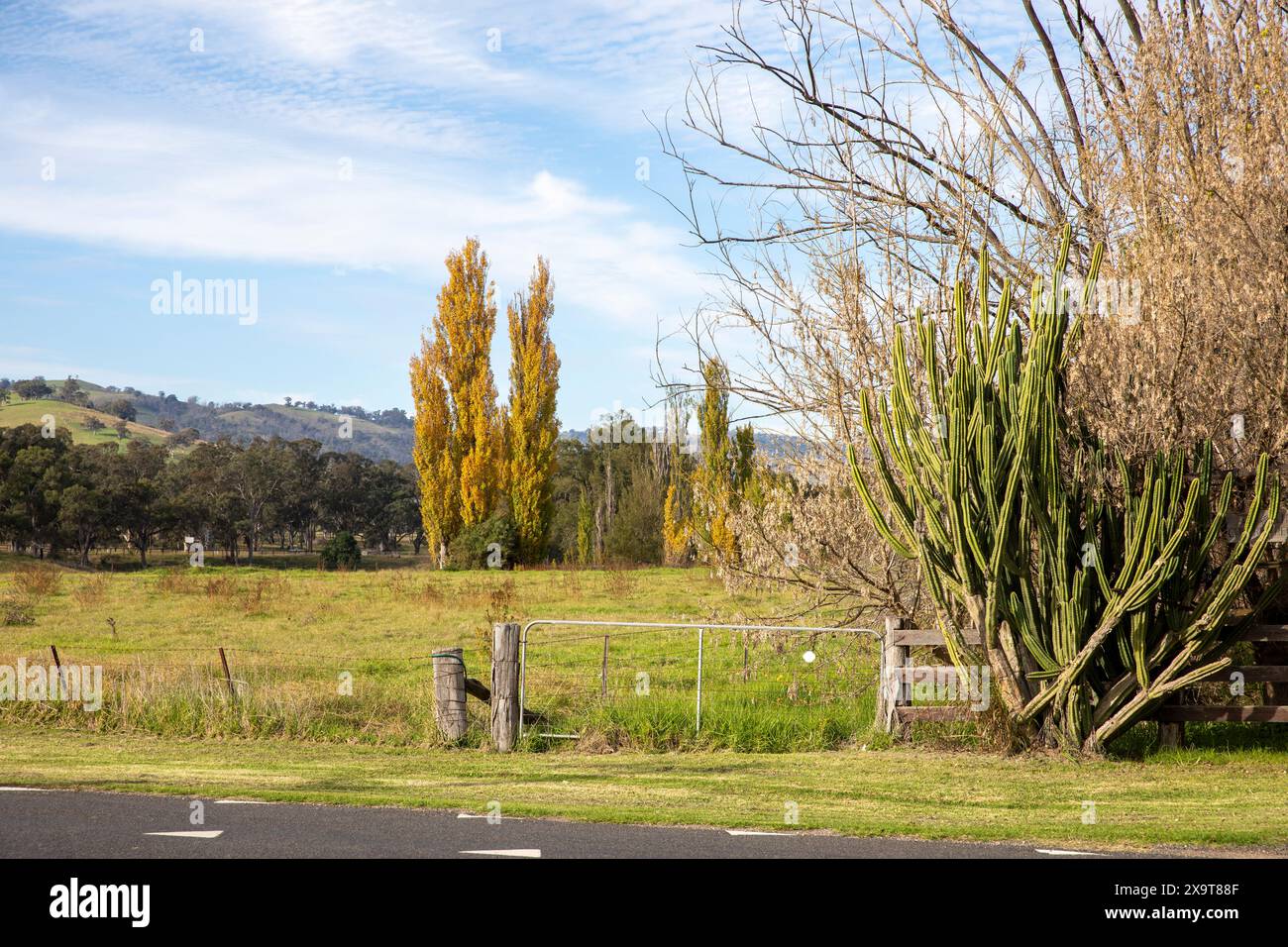 Australie rurale, campagne agricole entre Scone et Tamworth au large de l'autoroute de la Nouvelle-Angleterre, champs verts et paysage, Nouvelle-Galles du Sud, Australie Banque D'Images