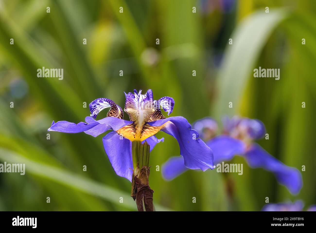 Vue macro d'un iris puple avec des marques jaunes et blanches. Banque D'Images