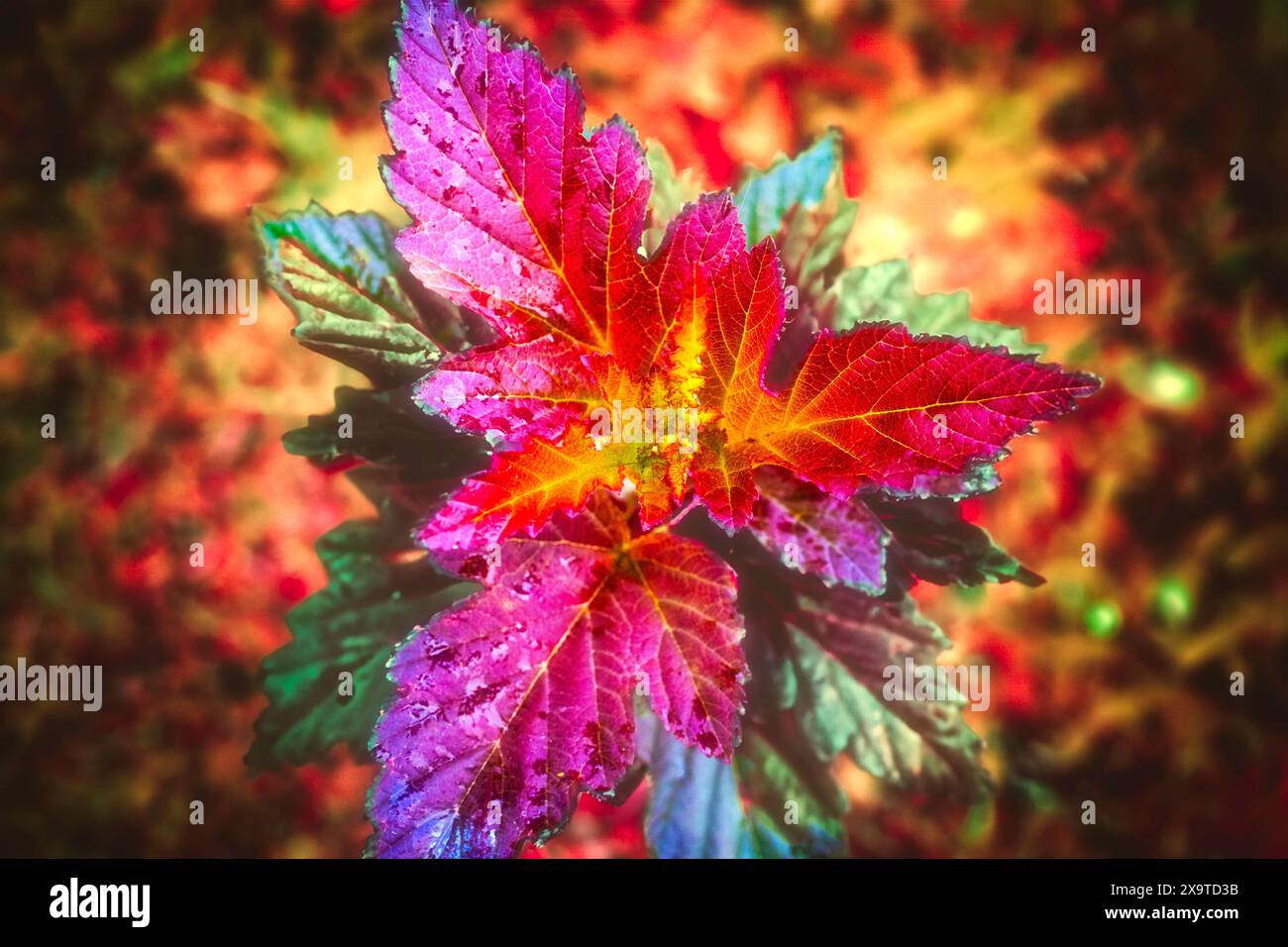 Une grappe d'ouverture de feuilles sur un «vin de gingembre» ninebark. Beaucoup de couleurs brillantes, y compris magenta, jaune, vert, orange et violet. Aspect métallique Banque D'Images