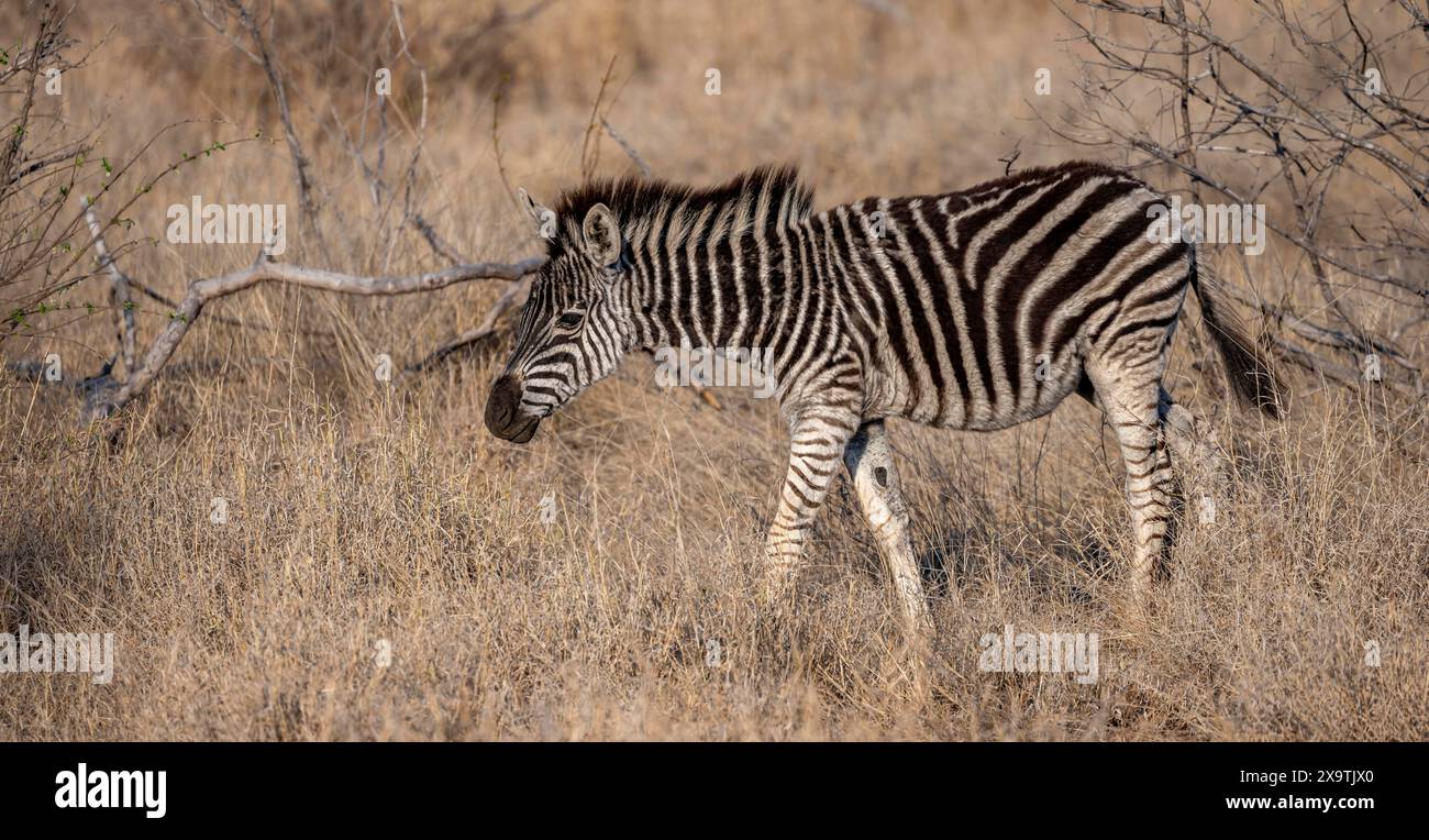 Zèbre des plaines (Equus quagga), jeune animal dans les hautes herbes, parc national Kruger, Afrique du Sud Banque D'Images