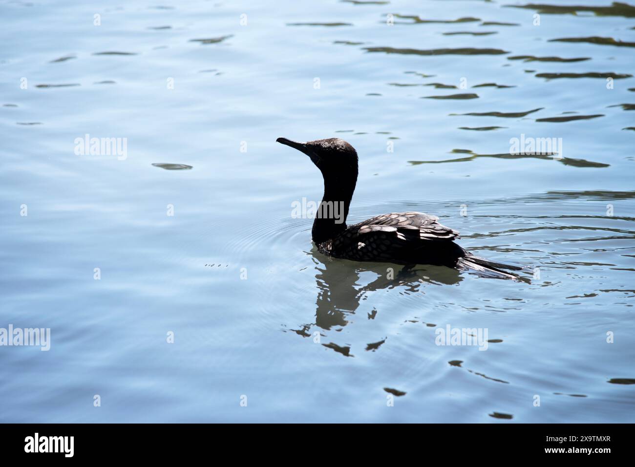 le petit cormoran noir est un oiseau de mer totalement noir Banque D'Images