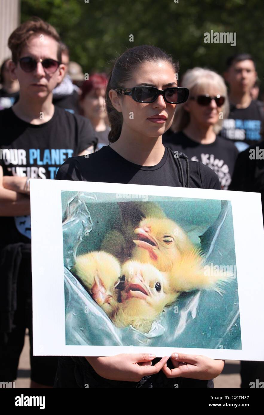 Londres, Royaume-Uni. 02 juin 2024. Un activiste tient une photo de bébés poussins pendant la manifestation. Les militants des droits des animaux se sont réunis à Wellington Arch à Londres pour la Journée nationale des droits des animaux (NARD). L'événement annuel est observé dans plus de 50 pays à travers le monde. Il donne une voix à tous les animaux et honore les milliards d'animaux tués par la main humaine, et encourage le mouvement vers un avenir végétalien et végétal. (Photo de Martin Pope/SOPA images/SIPA USA) crédit : SIPA USA/Alamy Live News Banque D'Images