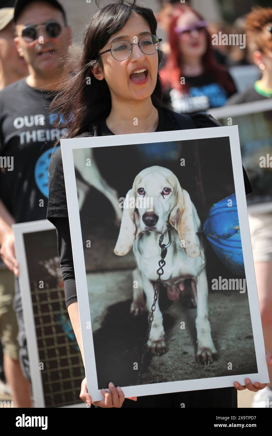 Londres, Royaume-Uni. 02 juin 2024. Un activiste tient une photo d'un chien en mauvais état pendant la manifestation. Les militants des droits des animaux se sont réunis à Wellington Arch à Londres pour la Journée nationale des droits des animaux (NARD). L'événement annuel est observé dans plus de 50 pays à travers le monde. Il donne une voix à tous les animaux et honore les milliards d'animaux tués par la main humaine, et encourage le mouvement vers un avenir végétalien et végétal. Crédit : SOPA images Limited/Alamy Live News Banque D'Images