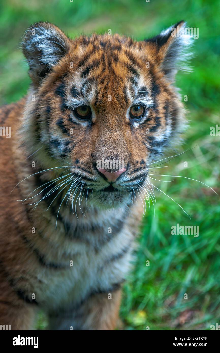 Petit tigre dans la nature. Animal dans l'herbe verte. Chat sauvage dans l'habitat naturel Banque D'Images