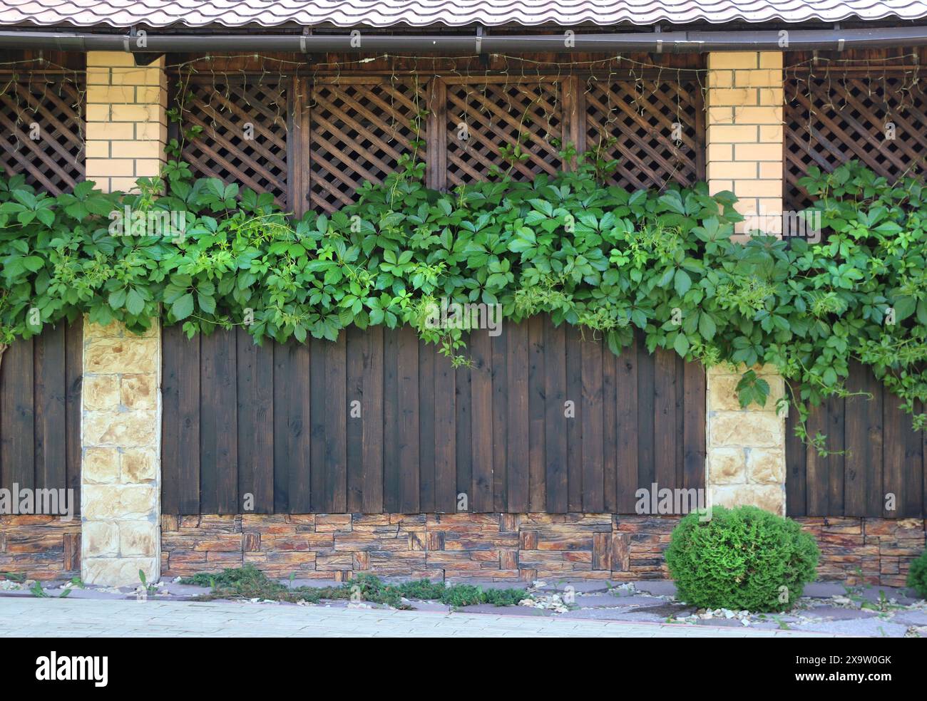 Mur en bois avec des feuilles de raisin vertes. Mur de grange en bois rustique recouvert de vigne. Vignes traînant sur la façade de maison de village. Ancienne clôture de chalet avec cl Banque D'Images