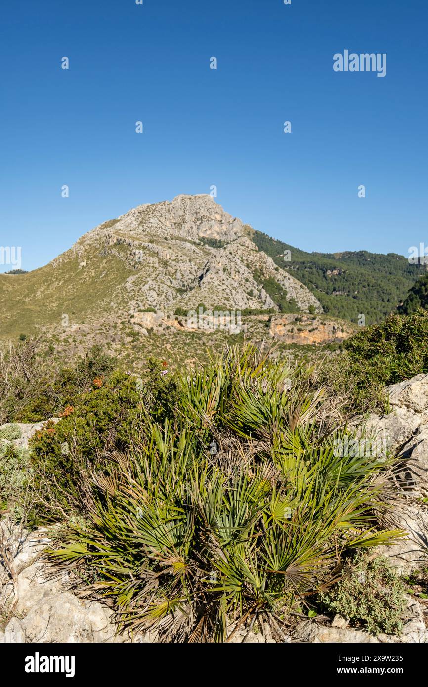 Puig de Galatzó, 1027 metros de altura, Sierra de Tramuntana, Majorque, Iles Baléares, Espagne Banque D'Images