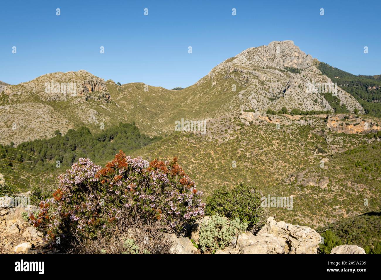 Puig de Galatzó, 1027 metros de altura, Sierra de Tramuntana, Majorque, Iles Baléares, Espagne Banque D'Images