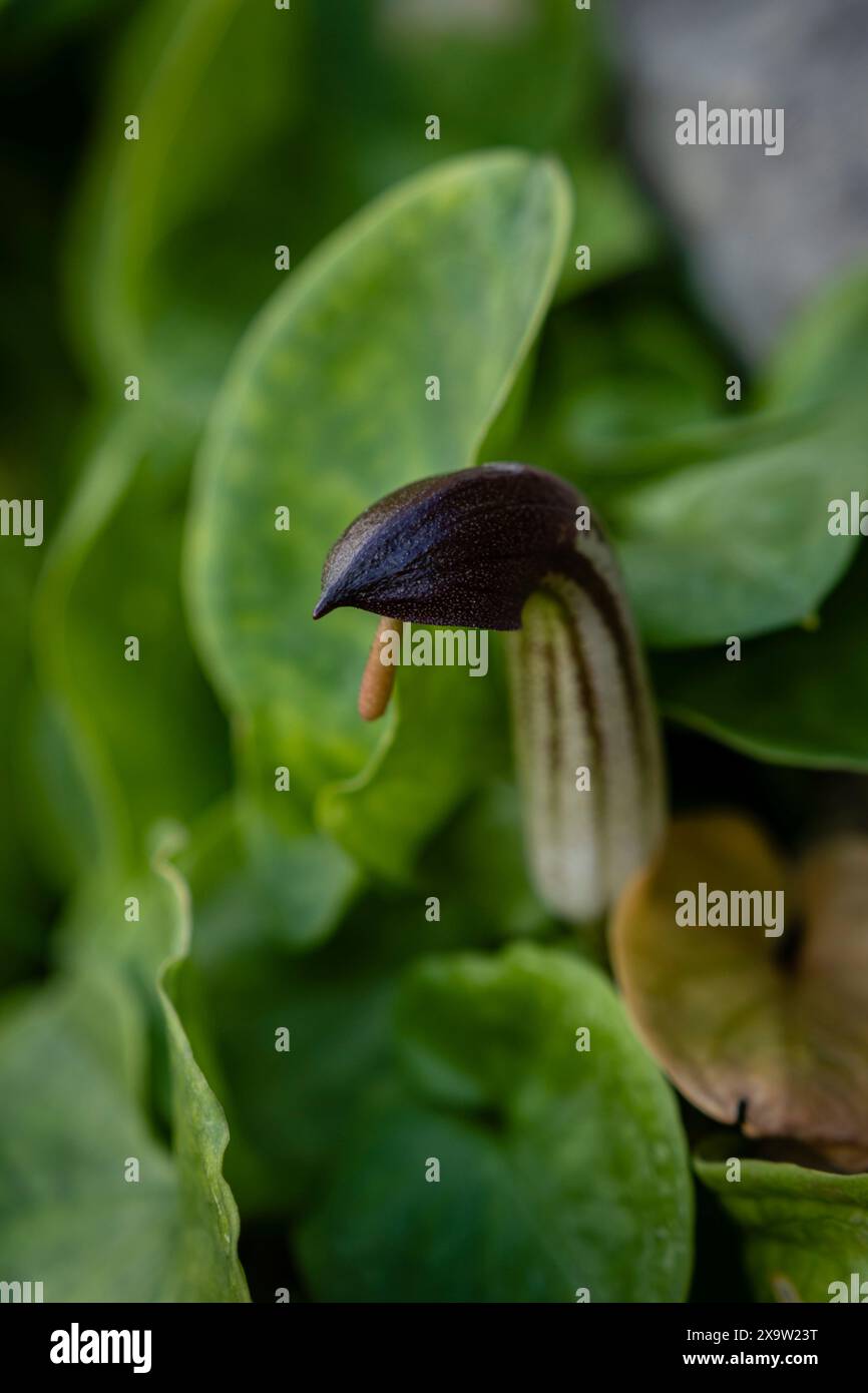 Rapa de frare, Arisarum vulgare. Majorque, Îles Baléares, Espagne Banque D'Images