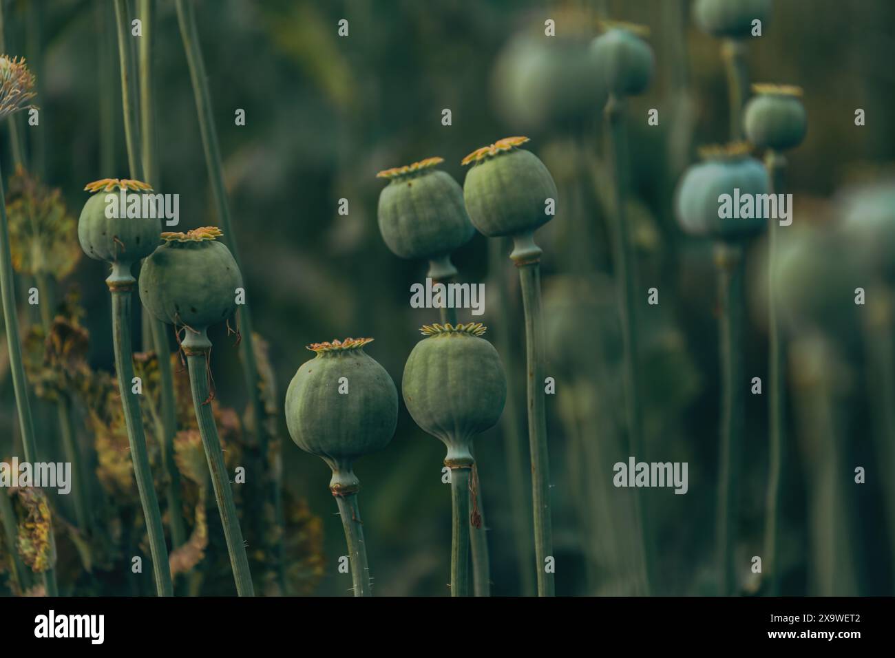 Capsules de pavot à opium non mûres en champ cultivé, foyer sélectif Banque D'Images