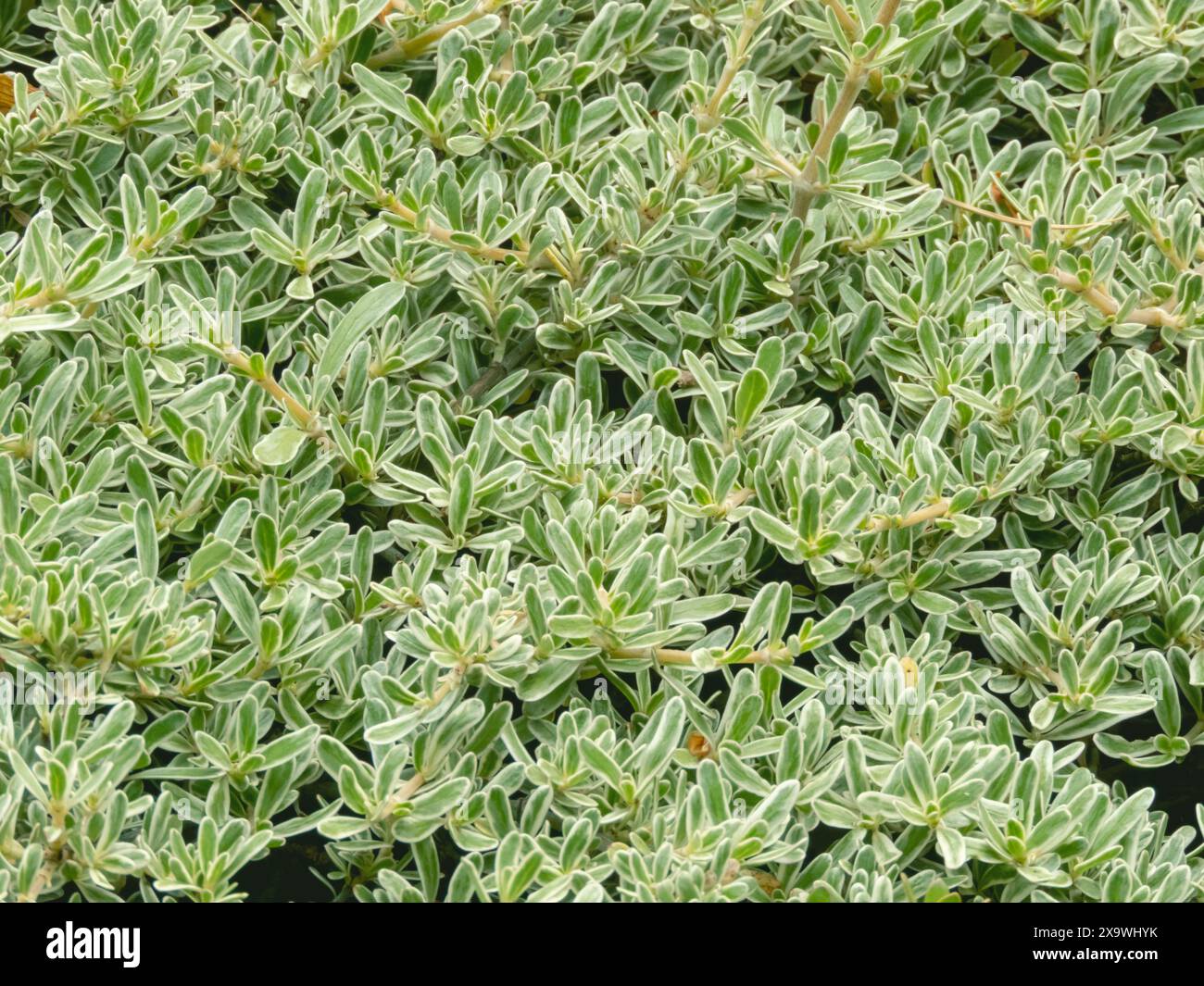 Plante ornementale Coprosma kirkii variegata avec feuillage décoratif vert et blanc Banque D'Images