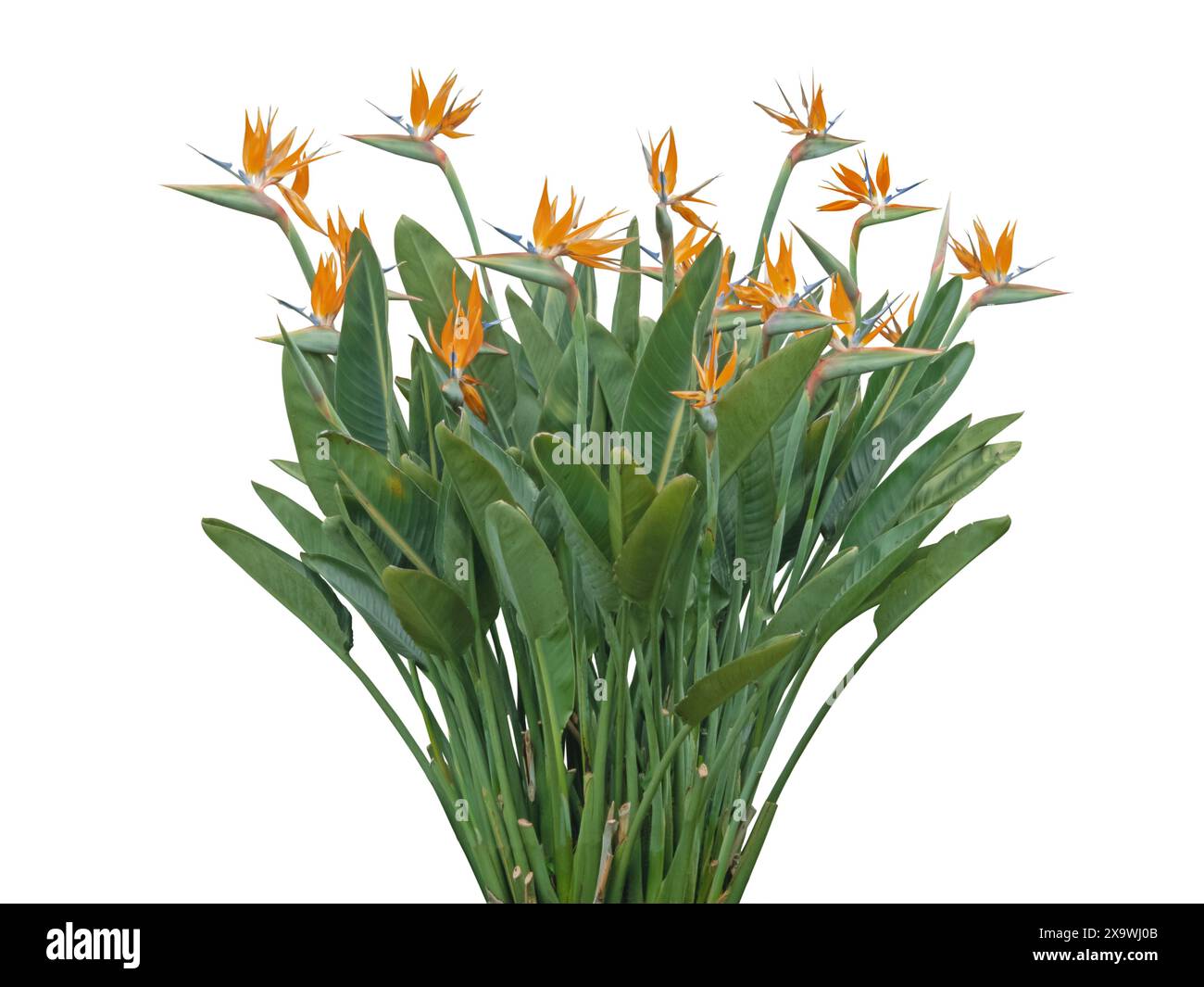 Plante de fleurs de Strelitzia isolée sur blanc. Oiseau de paradis ou grue fleur de buisson fleuri. Strelitzia reginae. Banque D'Images