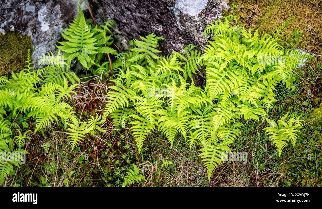 Fern en gros plan de la banlieue de Norvège Banque D'Images