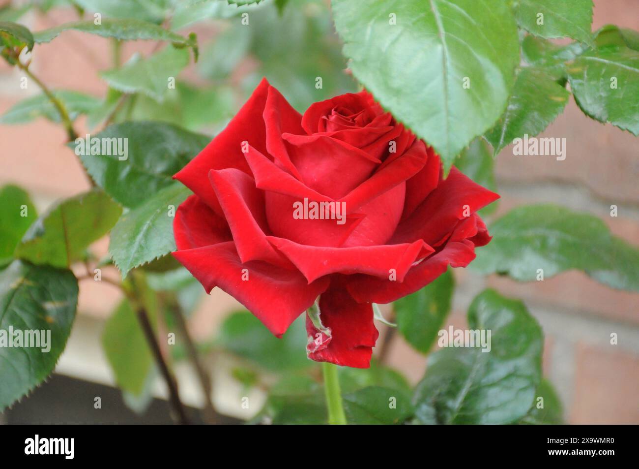 Copenhague/ Danemark/03 juin 2024/ Rose rouge et plantes de fleurs de rose dans un petit jardin de rue à Kastrup. (Photo. Francis Joseph Dean/Dean Pictures) (non destiné à un usage commercial) Banque D'Images