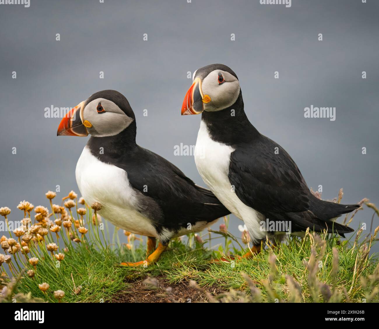 Couple reproducteur de macareux de l'Atlantique, île de Lunga, Écosse Banque D'Images