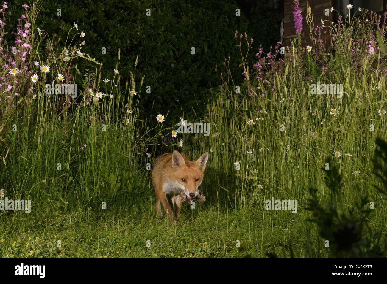 Renard roux (Vulpes vulpes) dans un jardin urbain prairie de fleurs sauvages. Greater Manchester, Royaume-Uni Banque D'Images