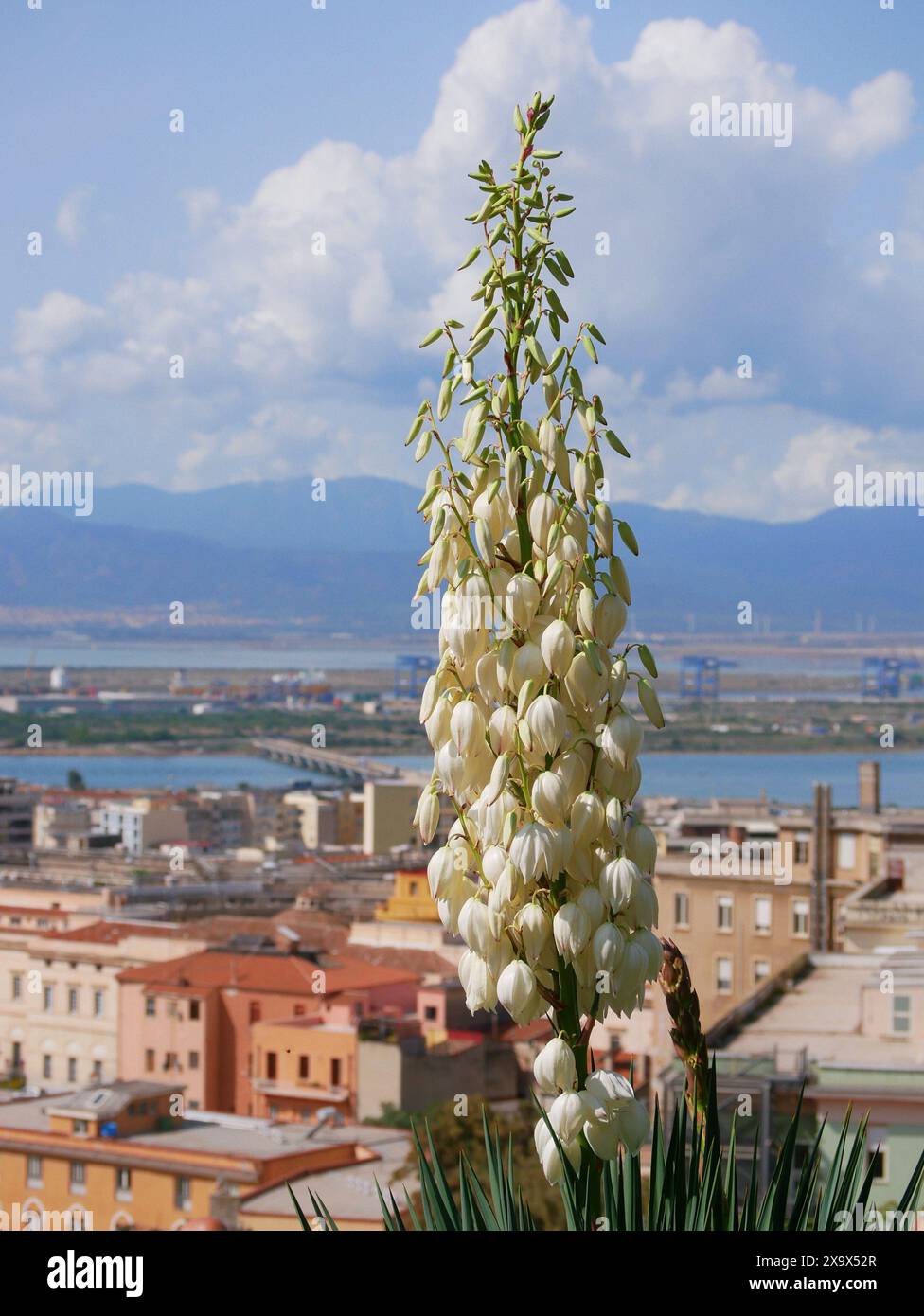 Fleur de palmier Yucca à l'arrière-plan du panorama de la ville de Cagliari en Sardaigne Banque D'Images