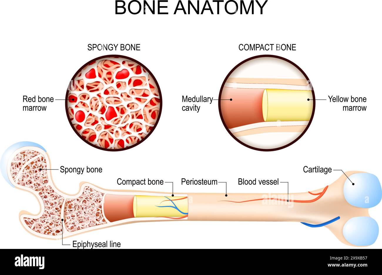 Anatomie osseuse. Gros plan des os compacts et spongieux. Structure fémorale. Moelle jaune et moelle osseuse rouge. Illustration vectorielle Illustration de Vecteur