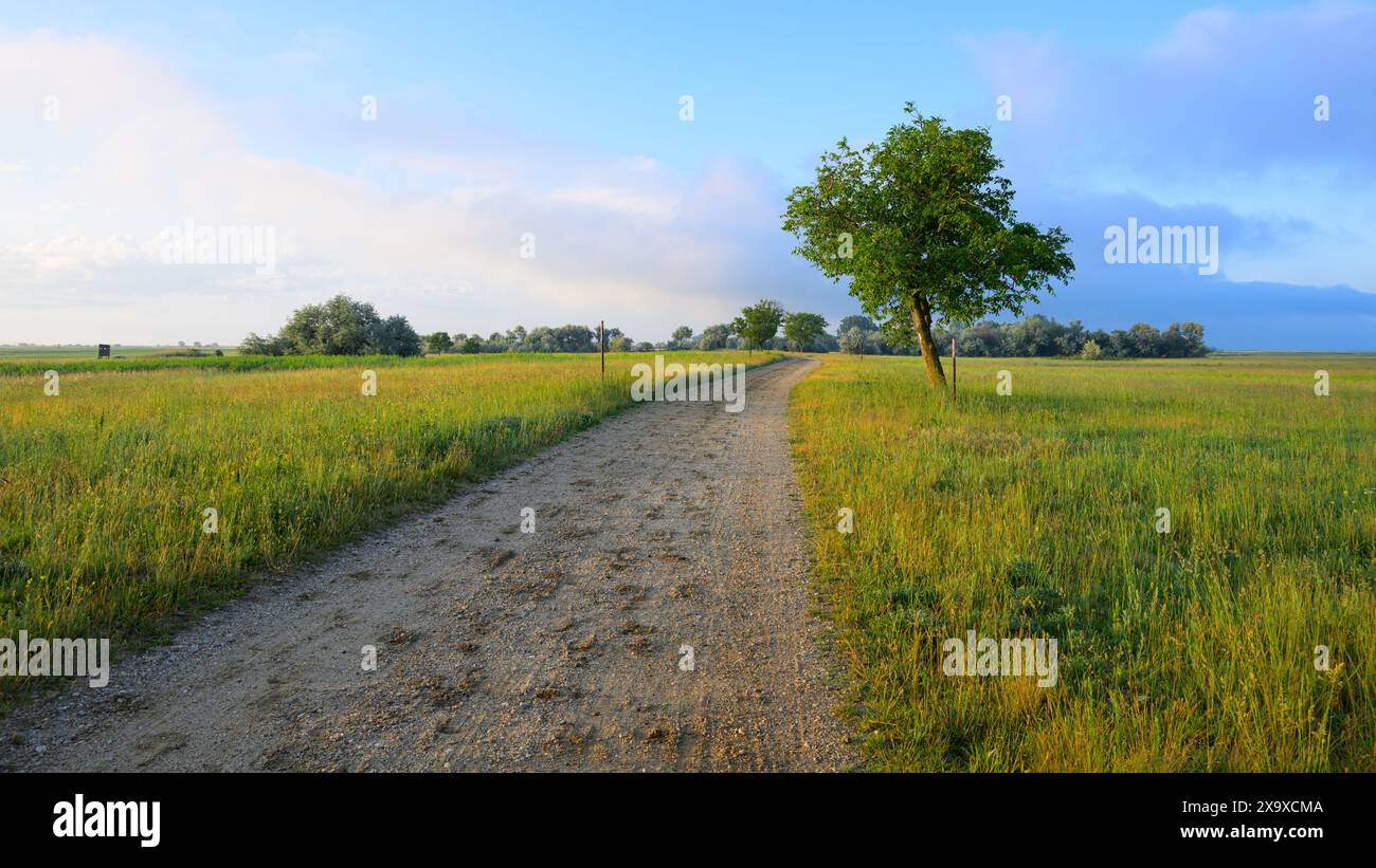 Route dans le parc national du lac Neusiedl Seewinkel par un matin ensoleillé au printemps Banque D'Images