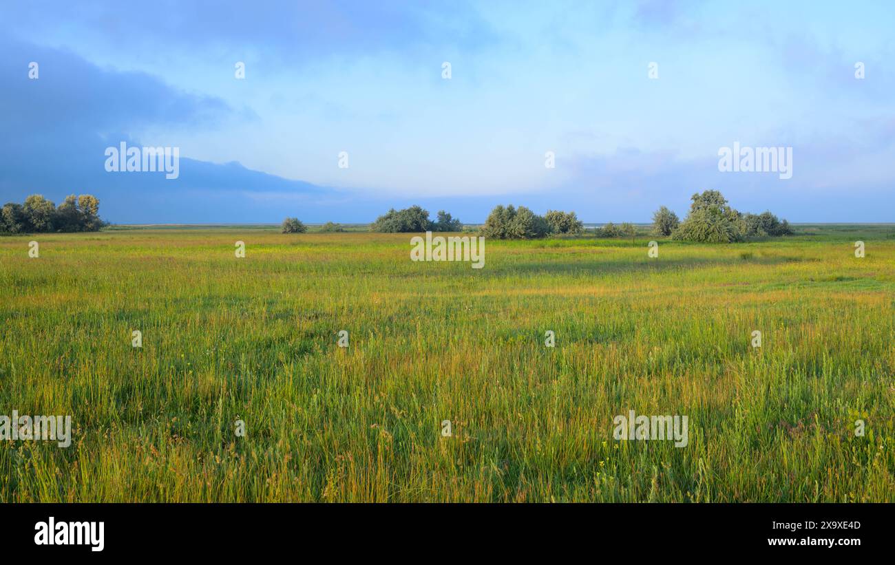 Prairie dans le parc national du lac Neusiedl Seewinkel par un matin ensoleillé au printemps Illmitz Autriche Banque D'Images