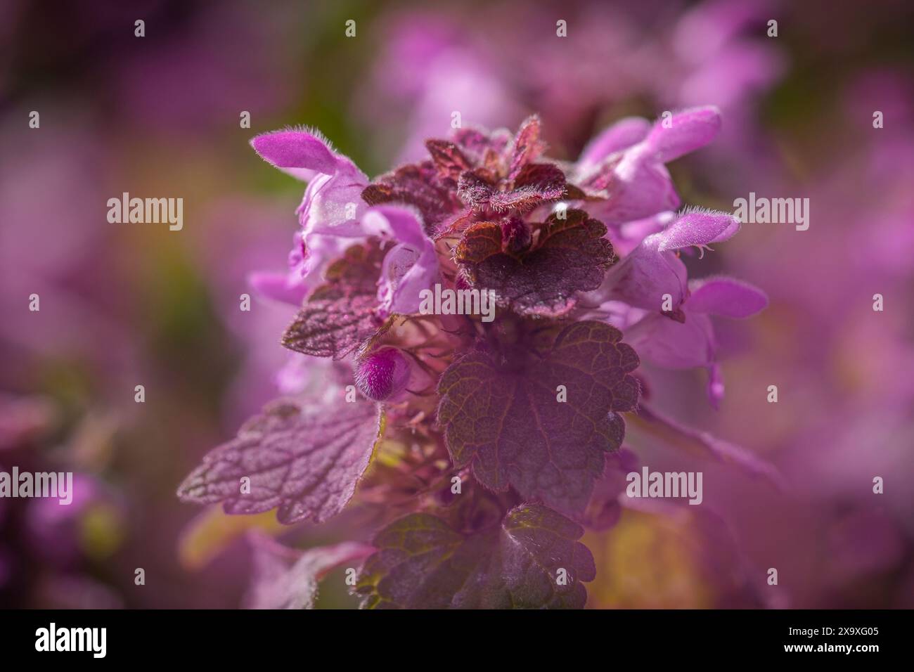 Lamium maculatum l'ortie tachetée. Banque D'Images
