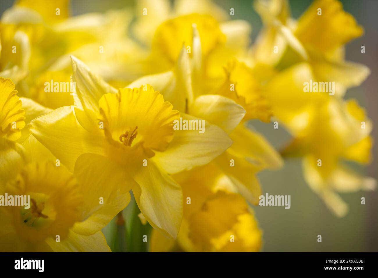 Fleurs de jonquilles en masse. Banque D'Images