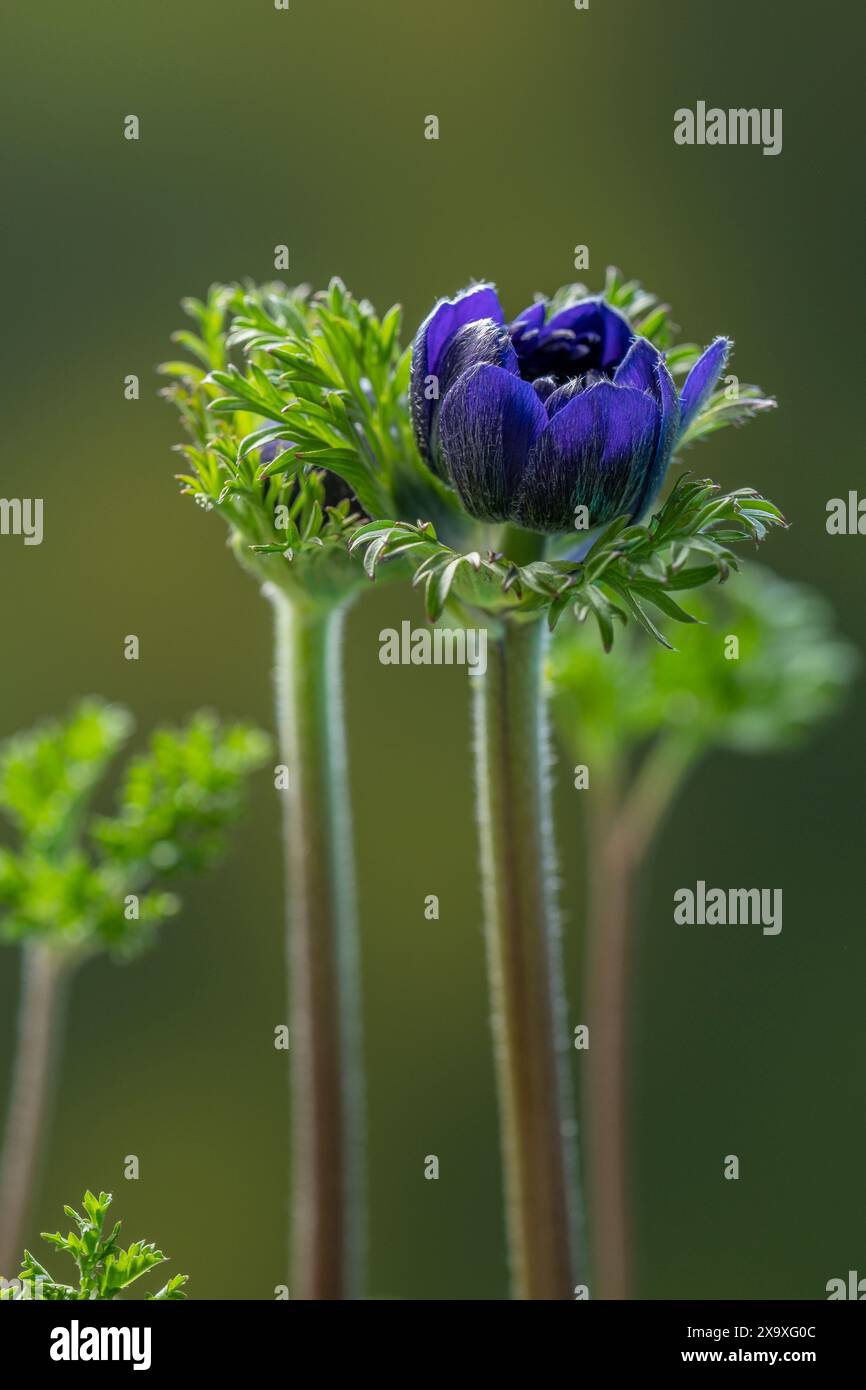 Un bourgeon de fleurs d'Anemone coronaria ou d'anémone de jardin, également connu sous le nom d'anémone de St Brigid. Banque D'Images