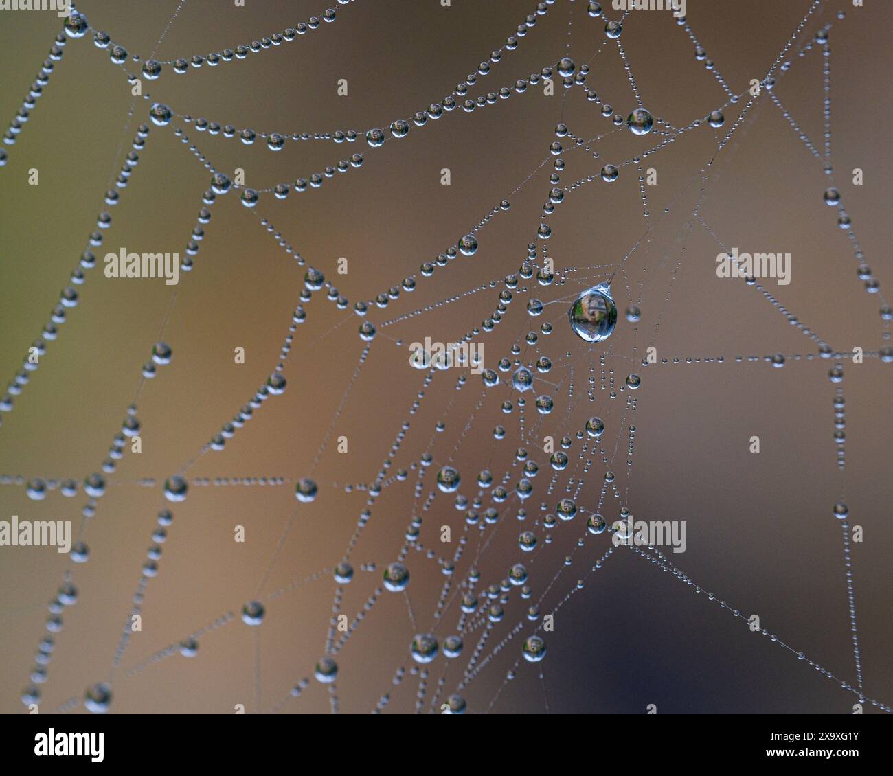 Gros plan des gouttes de rosée dans une toile d'araignées. Banque D'Images