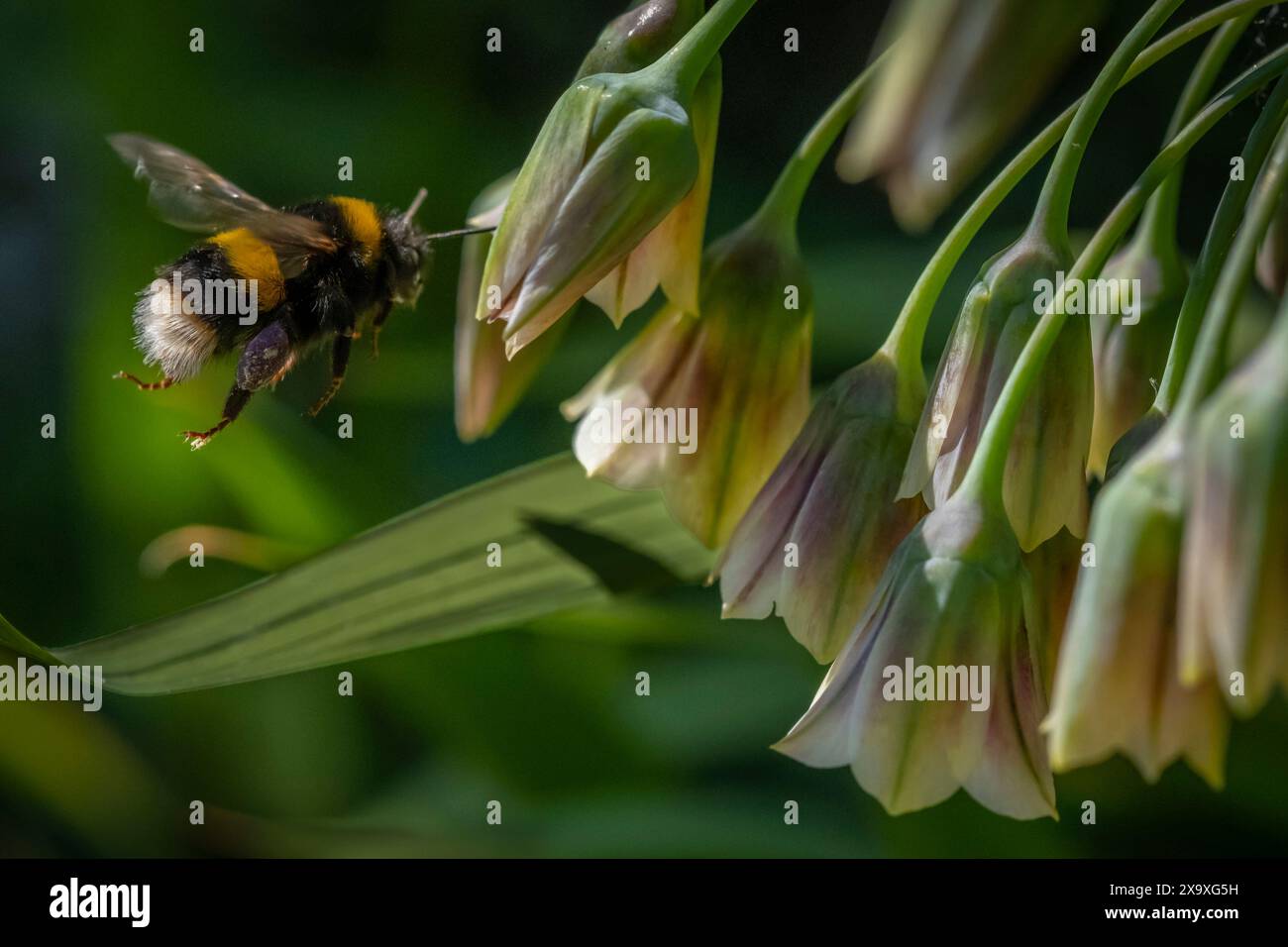 Un bourdon à queue blanche Bombus lucorum s'approchant d'une fleur Banque D'Images