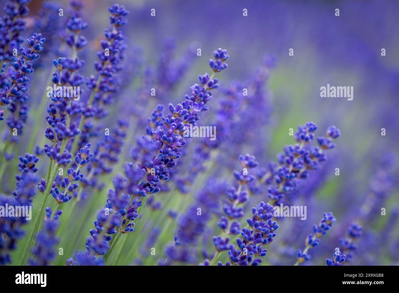 Fleurs de Lavande. Banque D'Images