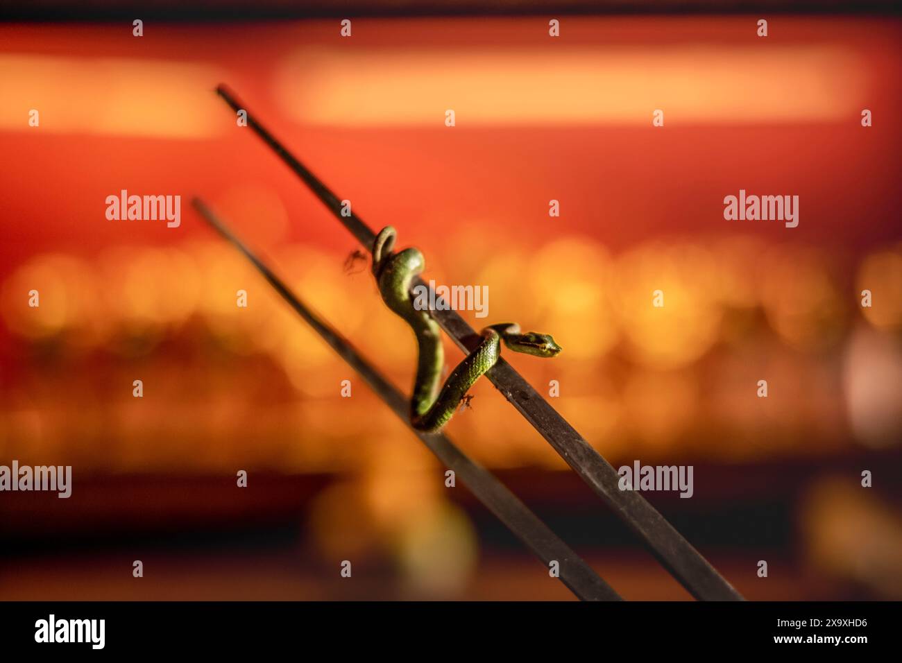 Temple du serpent à Penang en Malaisie. Banque D'Images