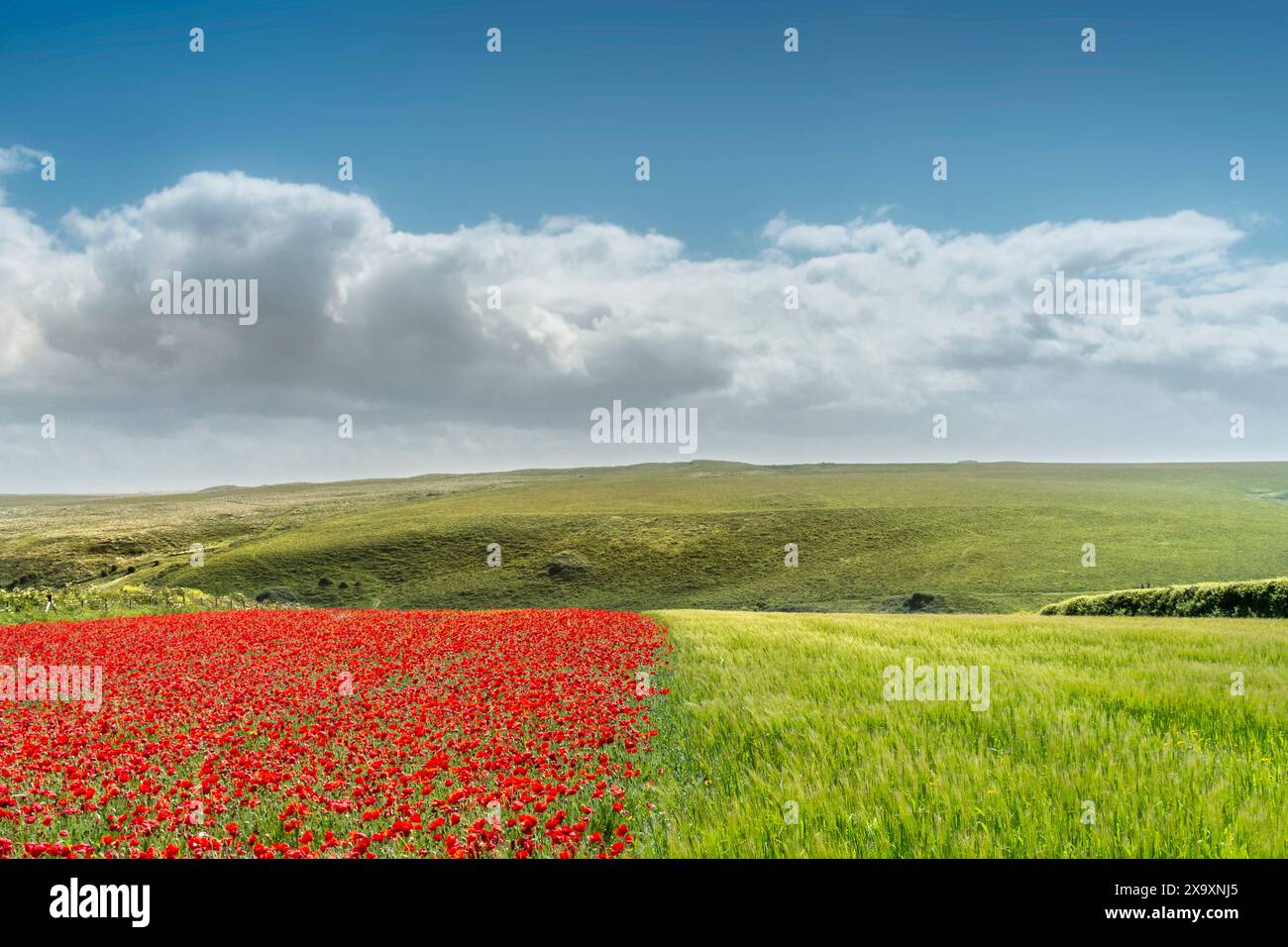 La vue spectaculaire d'un champ avec une moitié semée de belles fleurs de pavot et l'autre moitié avec de l'orge sur West Pwhole à Newquay en Cornouailles. Banque D'Images