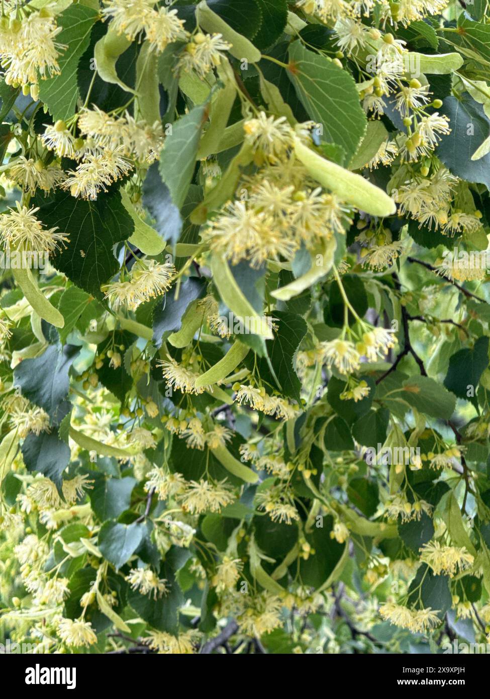 Linden Tree Blossom Close-up : feuilles vertes vibrantes et grappes de fleurs jaunes dans la nature Banque D'Images
