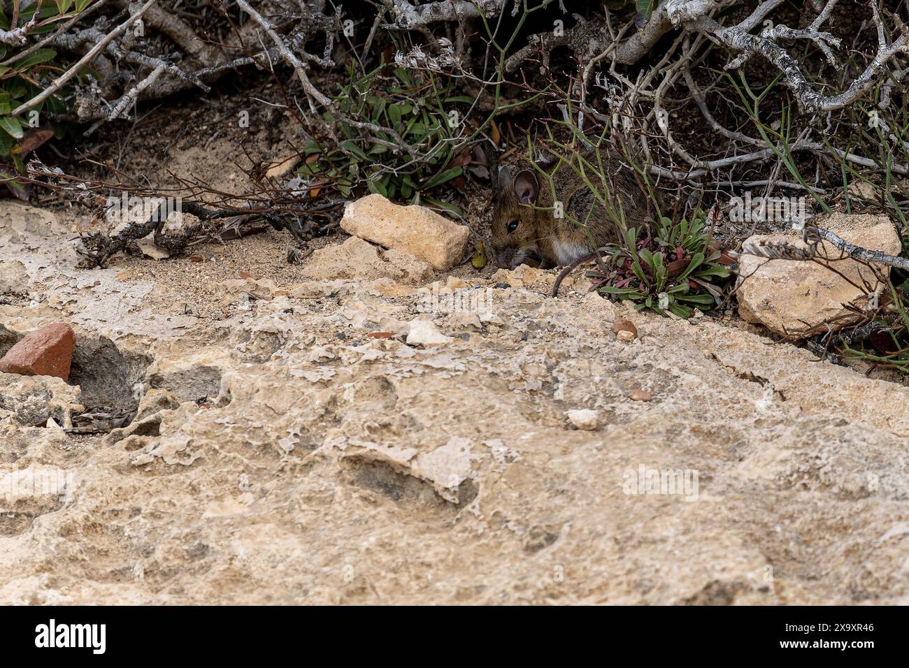 Une petite souris brune camouflée parmi les rochers et la végétation sèche. La scène met en valeur l'habitat naturel du rongeur, se mélangeant dans les tons terreux et t Banque D'Images