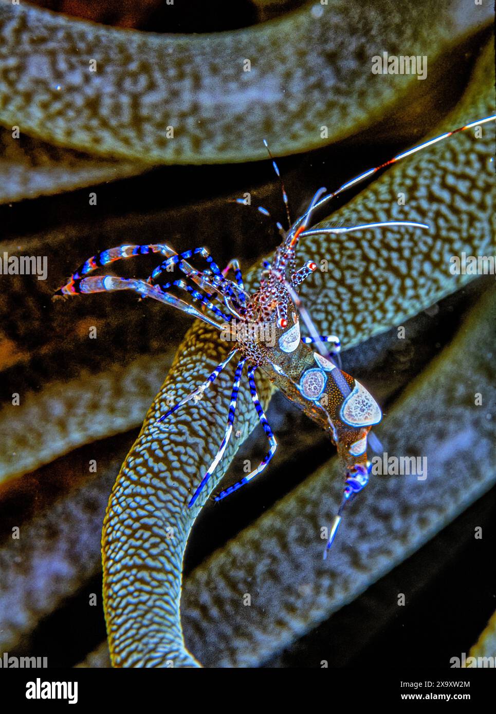 crevettes tachetées plus propres, Periclilènes yucatanicus, est une sorte de crevettes plus propres communes à la mer des Caraïbes Banque D'Images
