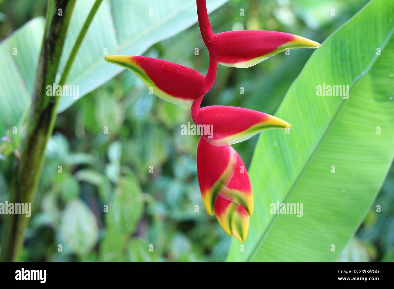 Griffe de homard suspendue ou fausse fleur d'oiseau de paradis (Heliconia rostrata) sur fond de feuillage tropical bokeh Banque D'Images Griffe de homard suspendue ou fausse fleur d'oiseau de paradis (Heliconia rostrata) sur fond de feuillage tropical bokeh Banque D'Images