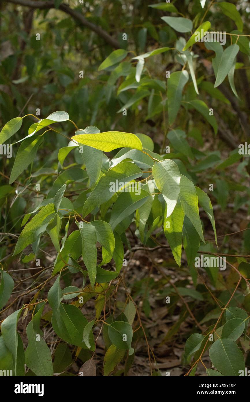 Hojas de árbol con luz naturel Banque D'Images