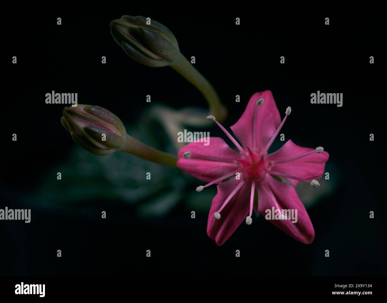 Fleurs tacitus bellus, Graptopetalum bellum , floraison Banque D'Images