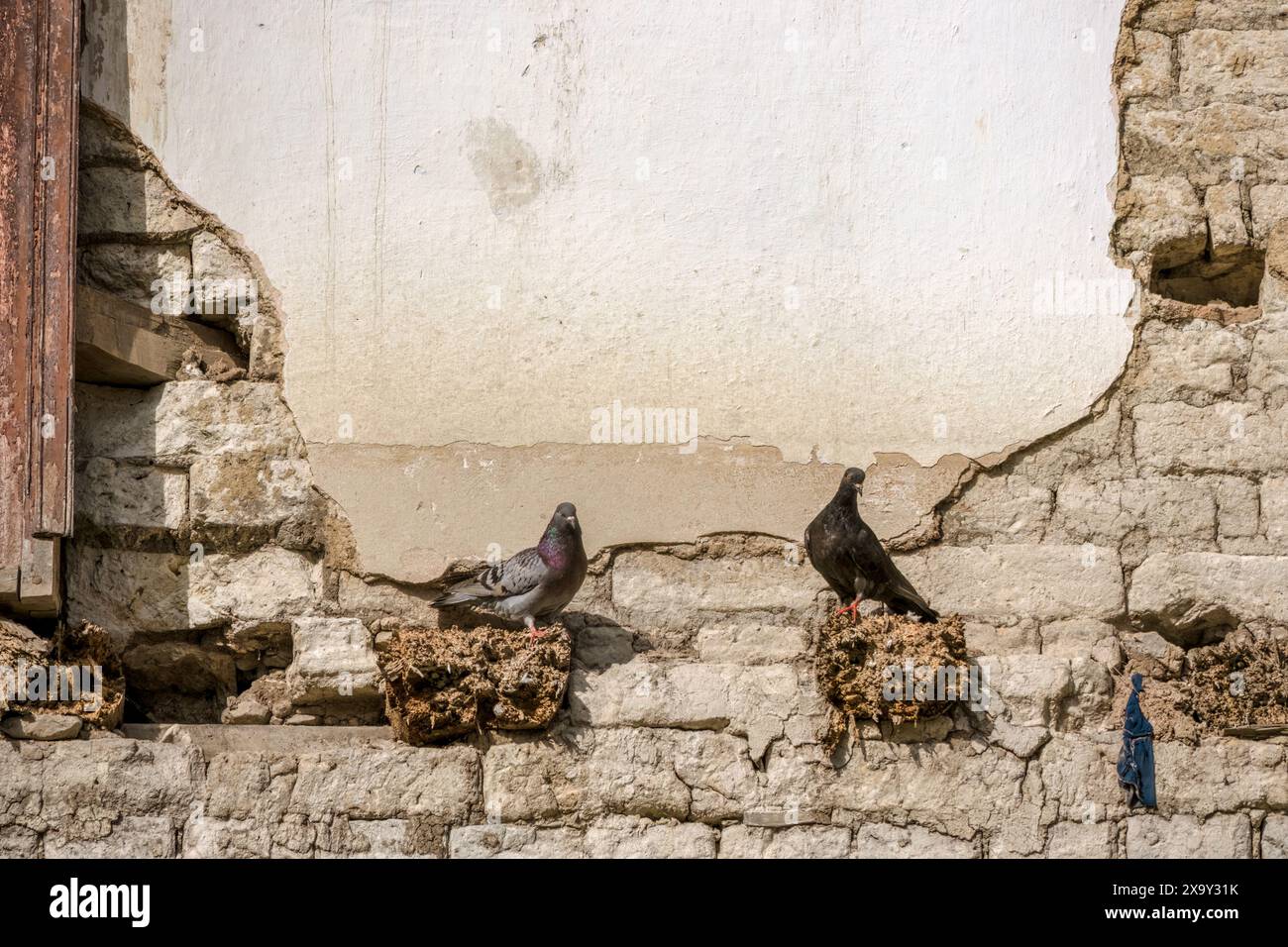 Quelques pigeons perchés dans ce qu'il reste d'une corniche, dans une maison abandonnée en ruine dans la ville d'Arcabuco, dans les montagnes andines orientales de Colombie Banque D'Images