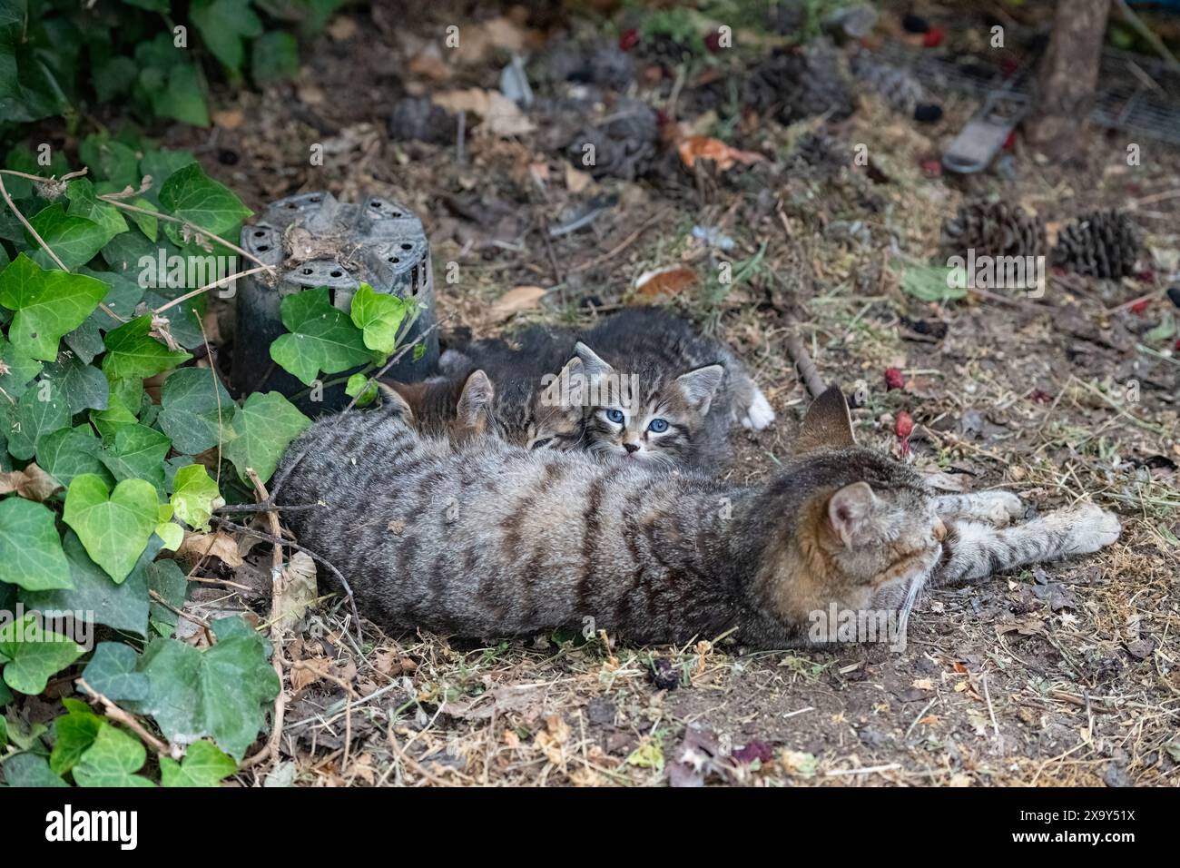 Chat errant allaitant ses chatons dans le jardin. Banque D'Images