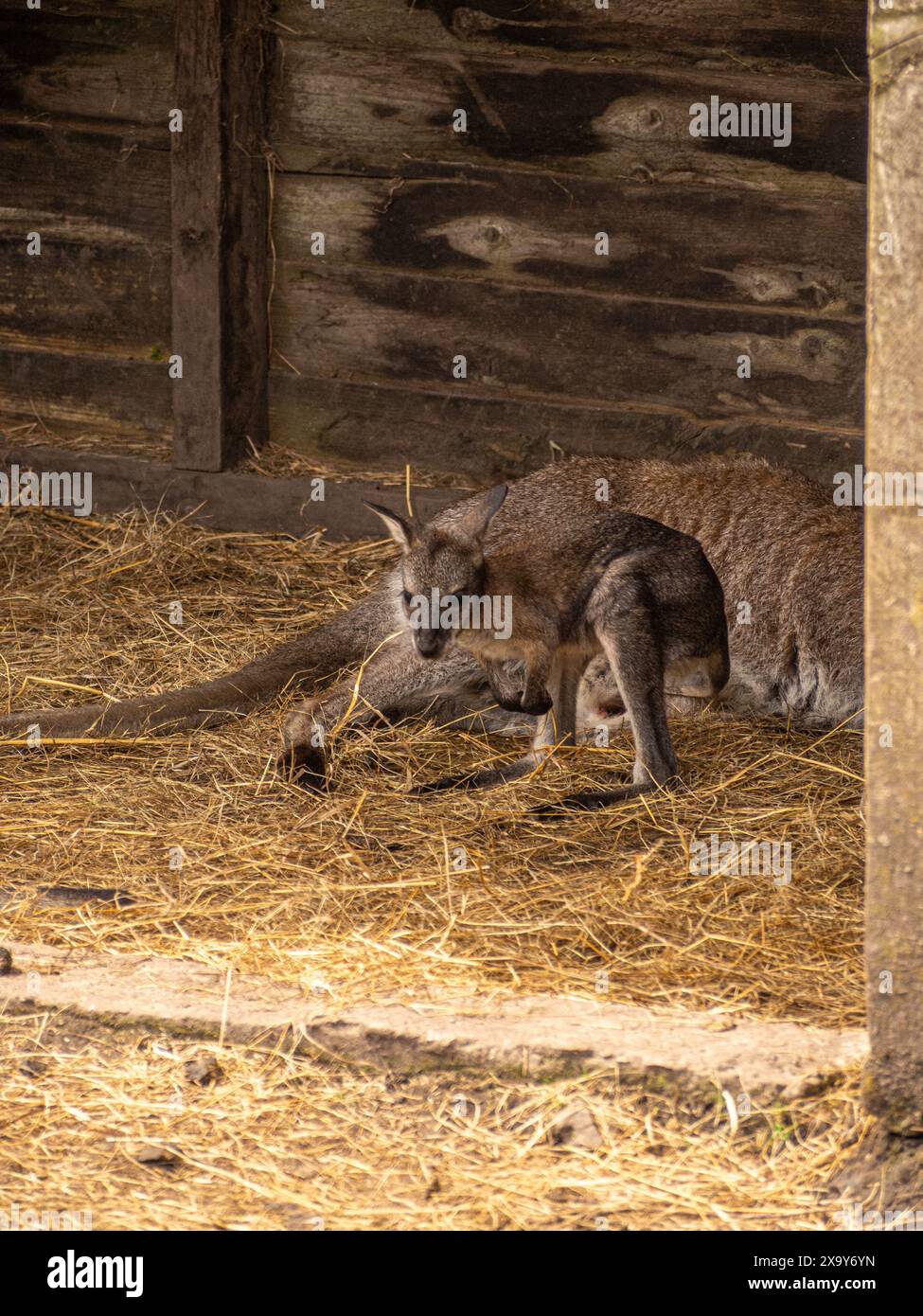 Wallaby à cou rouge ou wallaby de Bennett vieux de quelques jours et qui commencent à peine à explorer le monde Banque D'Images